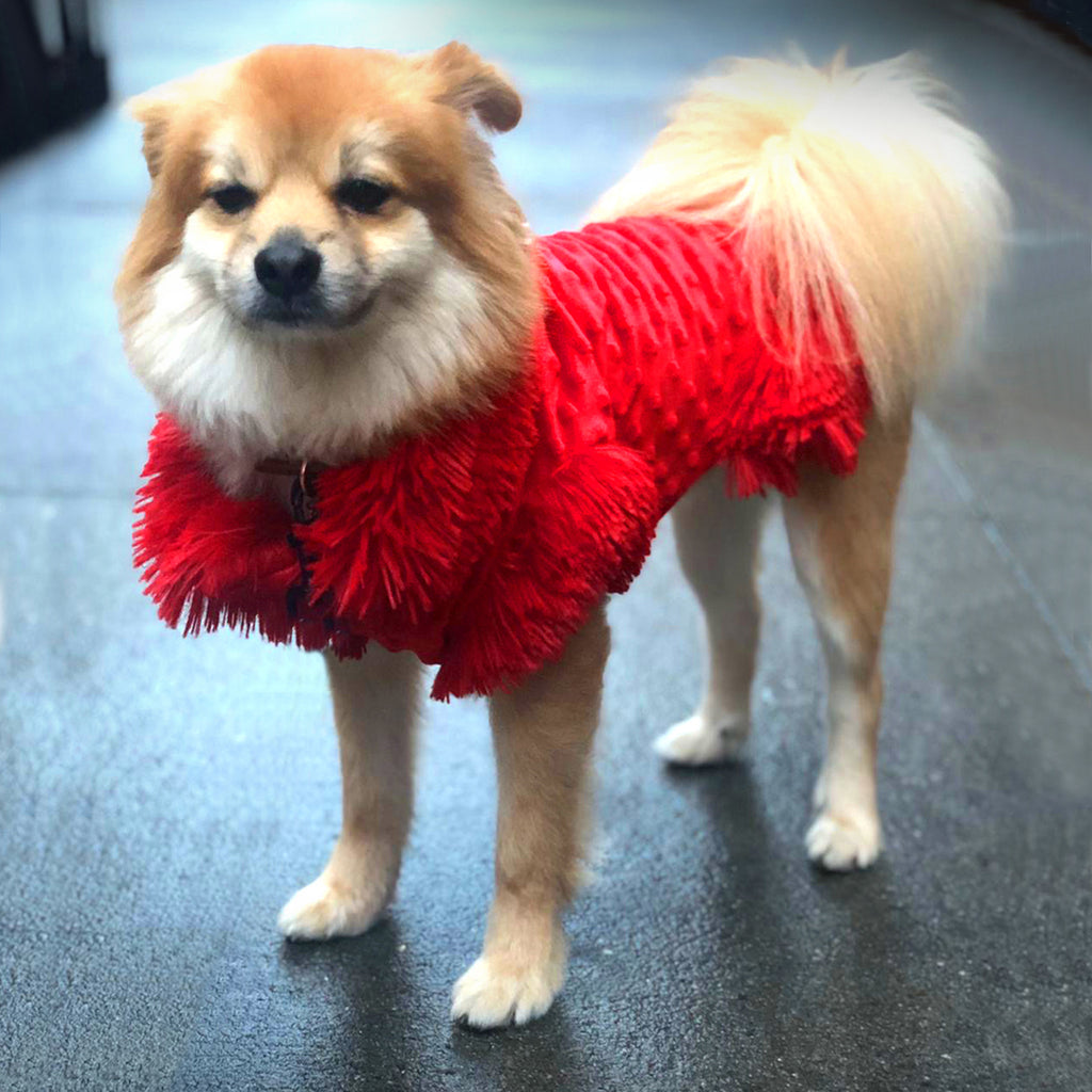 Red Passion Dog Mini Dress