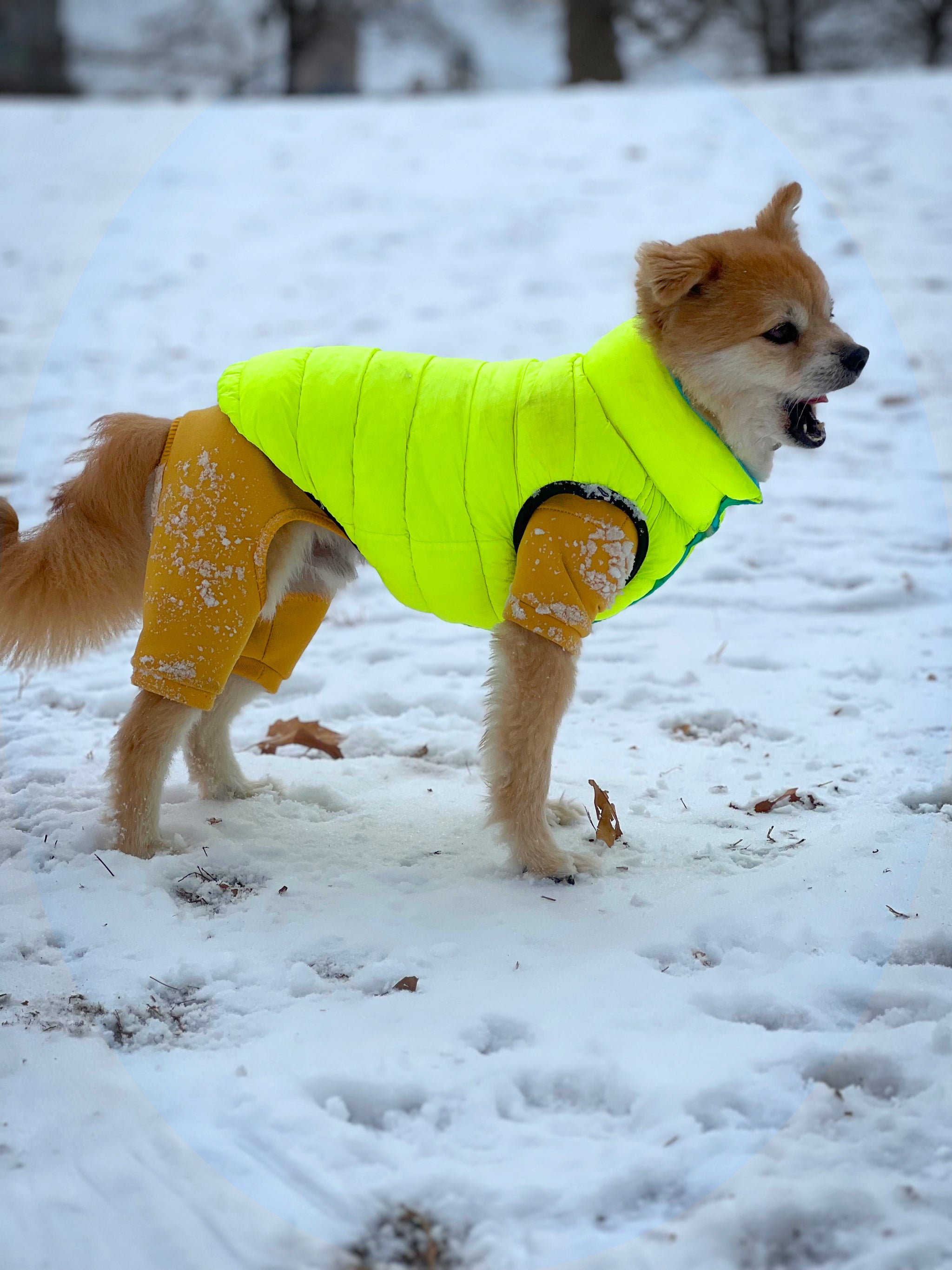Arctic Dog Parka | Yellow - GF Pet Official Online Store 🆕💕Yellow Fleece Lined Dog Winter Jacket / Coat • Yellow • Small • NWOT main image 1