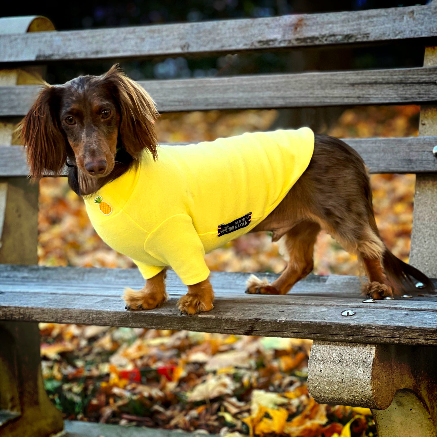 Fall Dog Clothes Shop Fall Dresses for Dogs Mancha Lola MANCHAANDLOLA