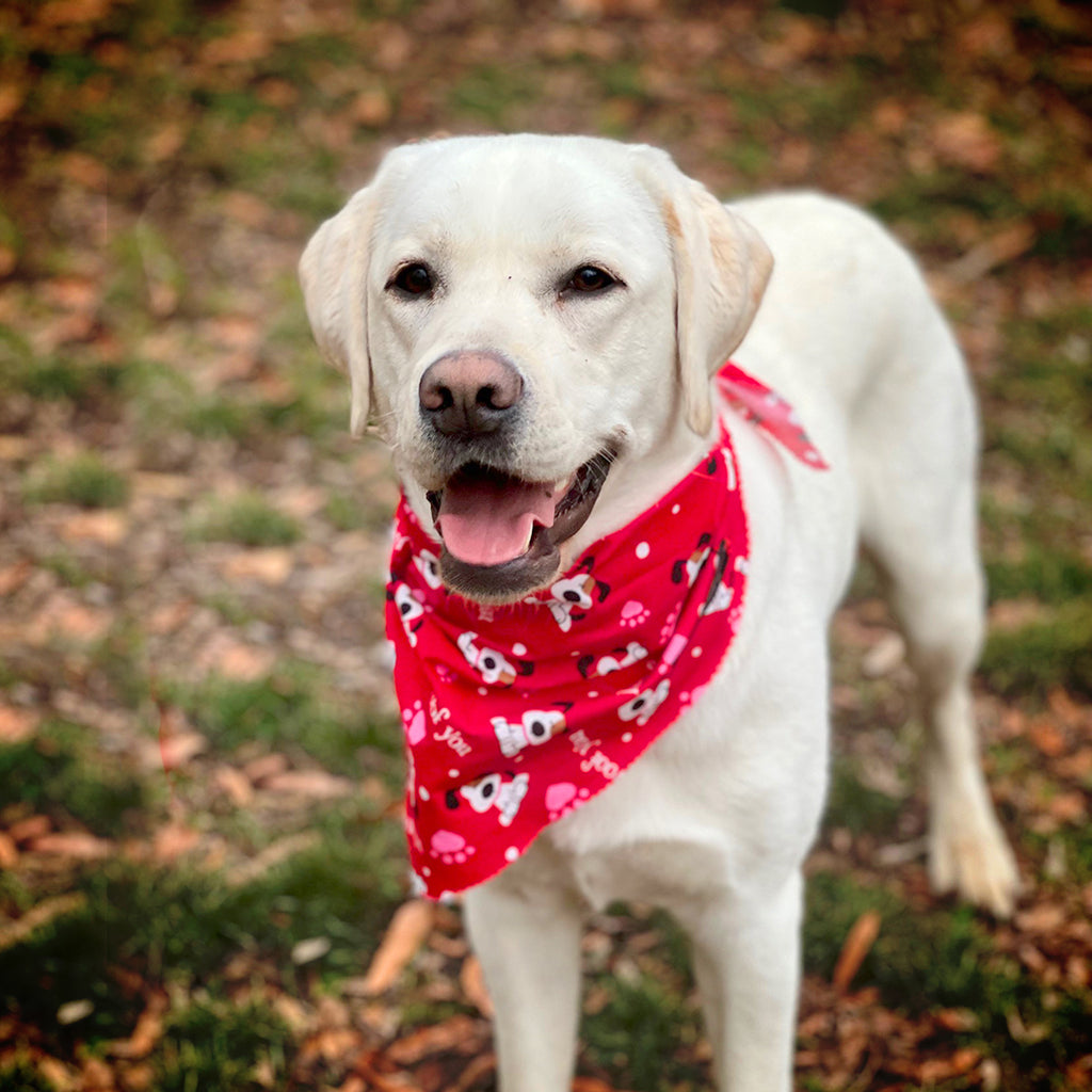 Bandanas for Dogs