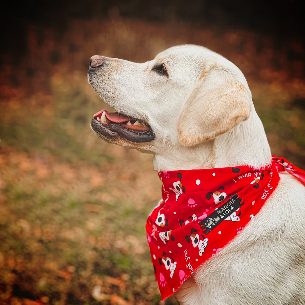 Bandanas for Dogs