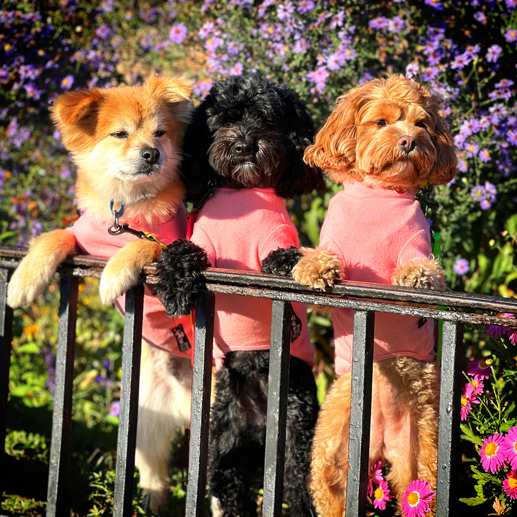 Fall Dog Clothes | Shop Fall Dresses for Dogs - Mancha & Lola MANCHAANDLOLA Fall Dog Clothes | Shop Fall Dresses for Dogs - Mancha & Lola MANCHAANDLOLA